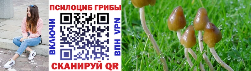 нарко площадка клад  где купить наркоту  Железногорск-Илимский  Галлюциногенные грибы Cubensis  omg как зайти 